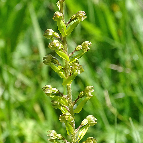 Grosses Zweiblatt / Listera ovata