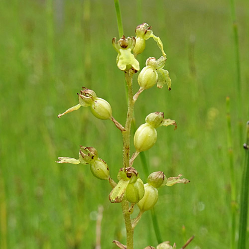 Grosses Zweiblatt / Listera ovata