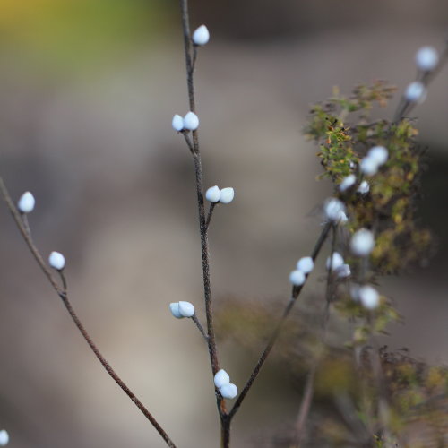 Echter Steinsame / Lithospermum officinale