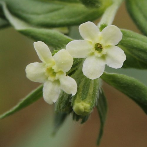 Echter Steinsame / Lithospermum officinale