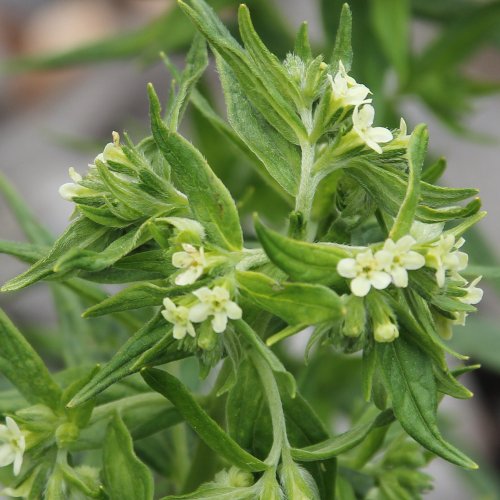 Echter Steinsame / Lithospermum officinale