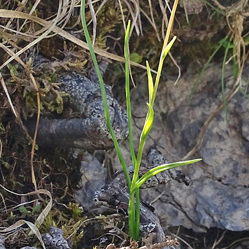 Faltenlilie / Lloydia serotina