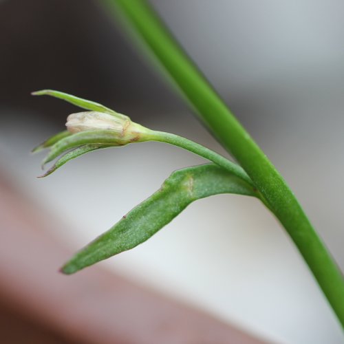 Leberbalsam-Lobelie / Lobelia erinus