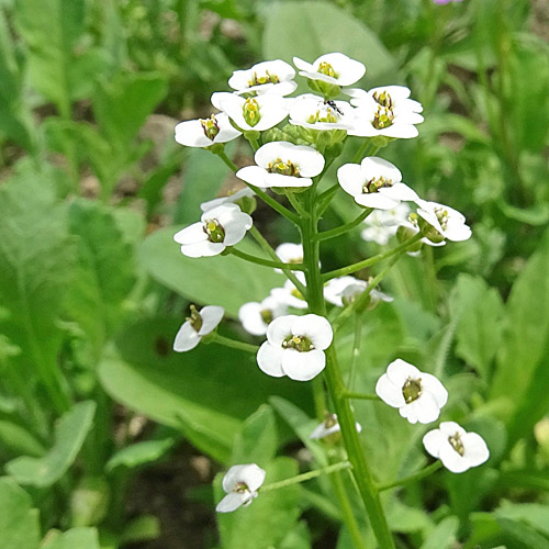 Strandkresse / Lobularia maritima