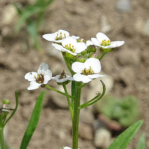 Strandkresse / Lobularia maritima