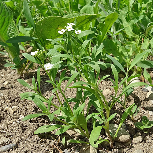 Strandkresse / Lobularia maritima