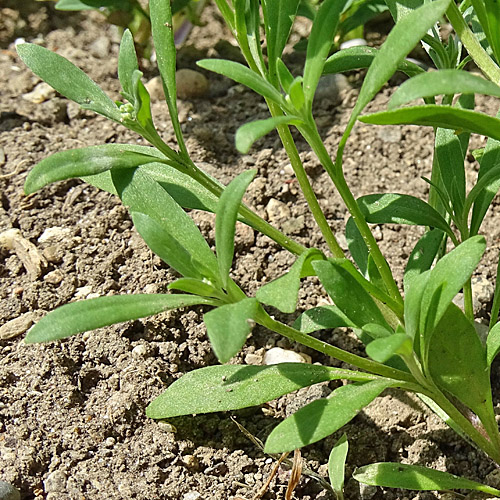 Strandkresse / Lobularia maritima