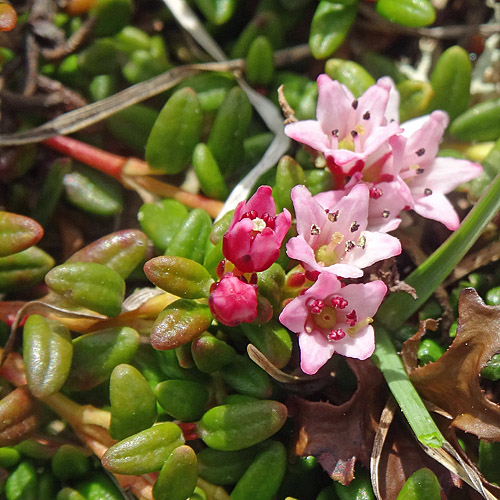 Alpenazalee / Loiseleuria procumbens