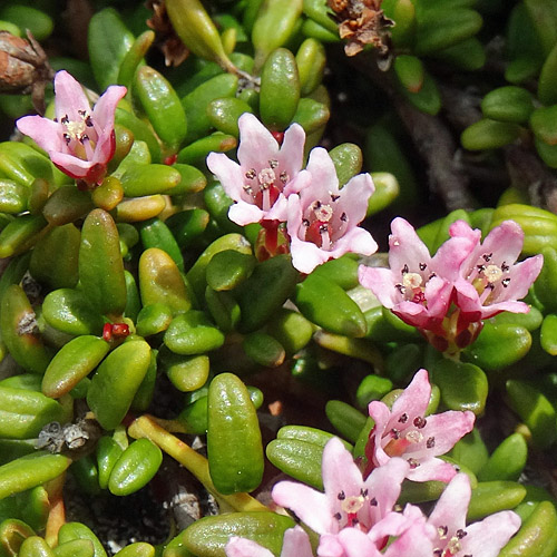 Alpenazalee / Loiseleuria procumbens