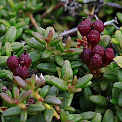 Alpenazalee / Loiseleuria procumbens