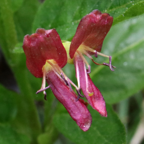 Alpen-Heckenkirsche / Lonicera alpigena