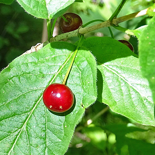 Alpen-Heckenkirsche / Lonicera alpigena