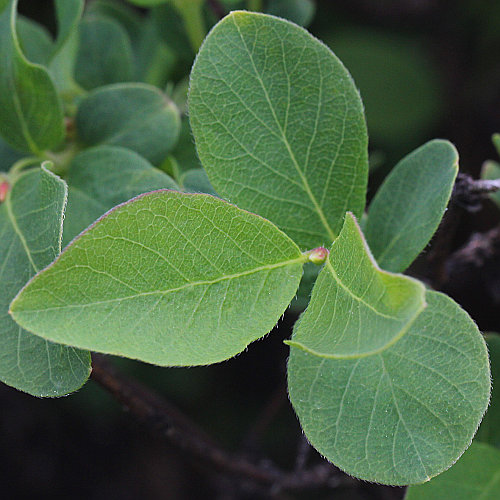 Blaue Heckenkirsche / Lonicera caerulea