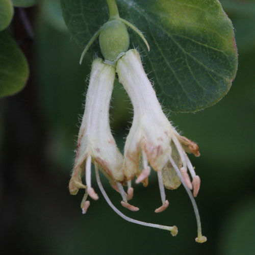 Blaue Heckenkirsche / Lonicera caerulea