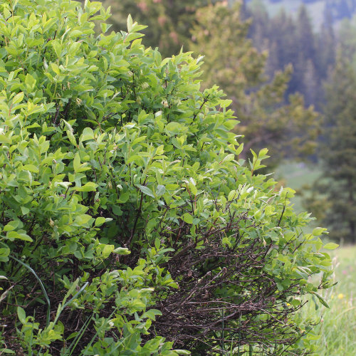 Blaue Heckenkirsche / Lonicera caerulea