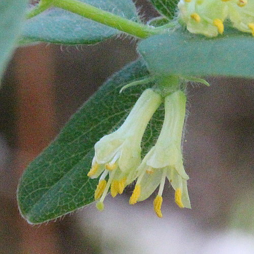 Blaue Heckenkirsche / Lonicera caerulea