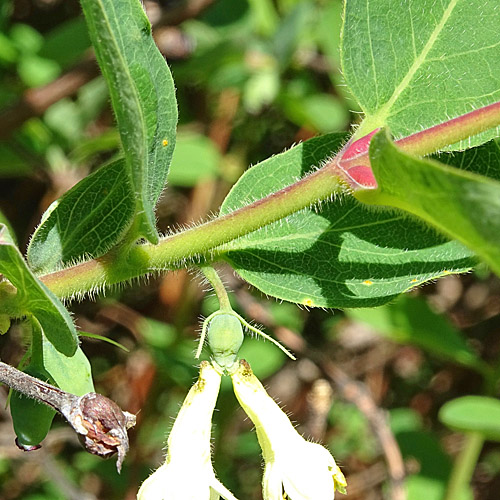 Blaue Heckenkirsche / Lonicera caerulea