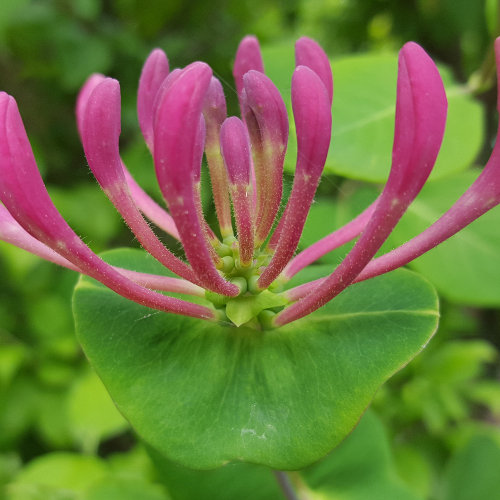 Garten-Geissblatt / Lonicera caprifolium