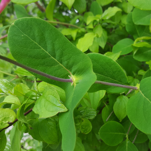 Garten-Geissblatt / Lonicera caprifolium
