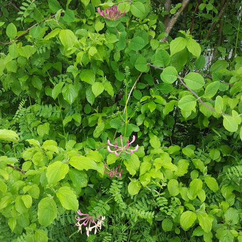 Garten-Geissblatt / Lonicera caprifolium