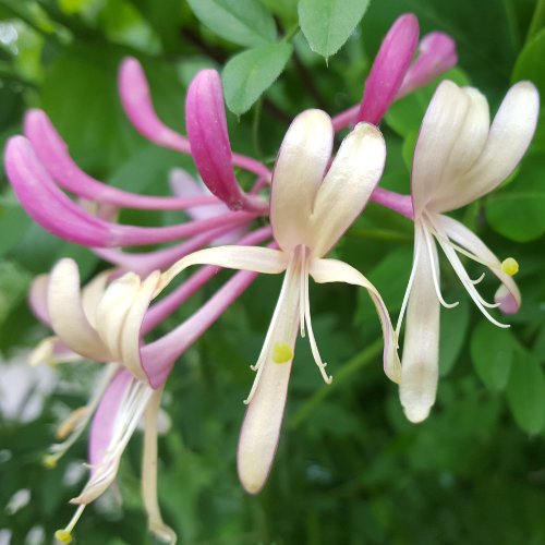 Garten-Geissblatt / Lonicera caprifolium