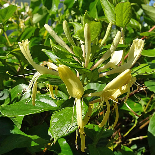 Japanisches Geissblatt / Lonicera japonica