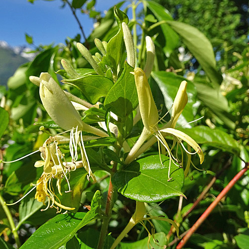 Japanisches Geissblatt / Lonicera japonica