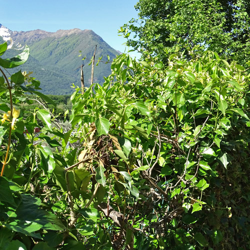 Japanisches Geissblatt / Lonicera japonica