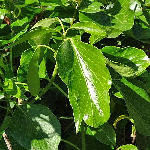 Japanisches Geissblatt / Lonicera japonica