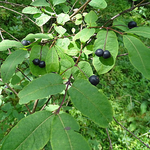 Schwarze Heckenkirsche / Lonicera nigra