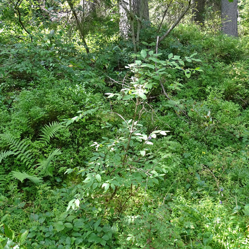 Schwarze Heckenkirsche / Lonicera nigra