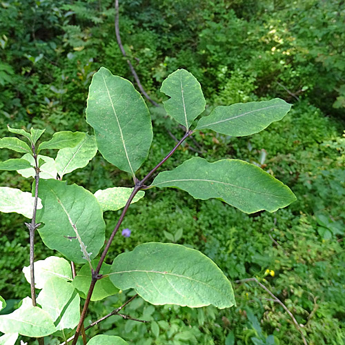 Schwarze Heckenkirsche / Lonicera nigra