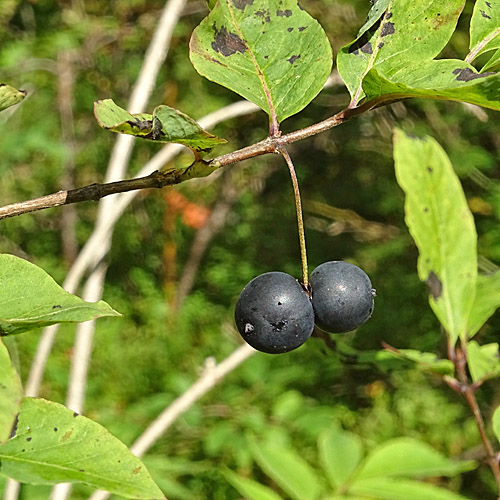 Schwarze Heckenkirsche / Lonicera nigra