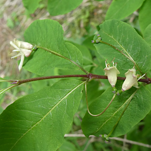 Schwarze Heckenkirsche / Lonicera nigra