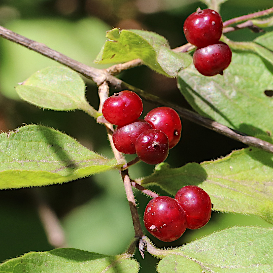 Rote Heckenkirsche / Lonicera xylosteum
