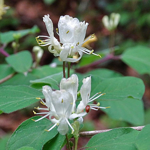 Rote Heckenkirsche / Lonicera xylosteum