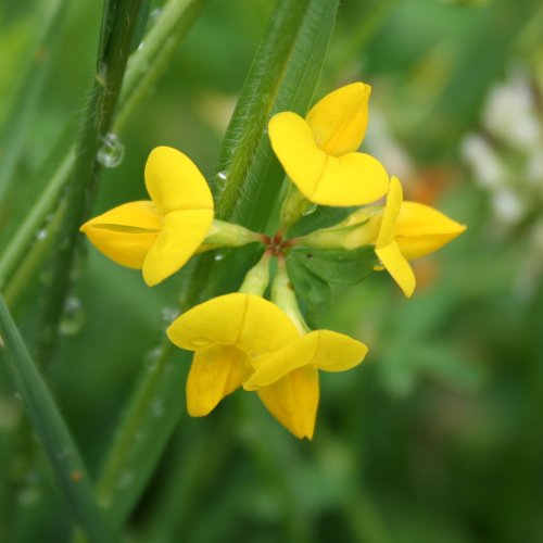 Gemeiner Hornklee / Lotus corniculatus