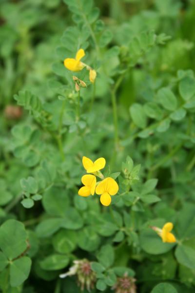 Gemeiner Hornklee / Lotus corniculatus