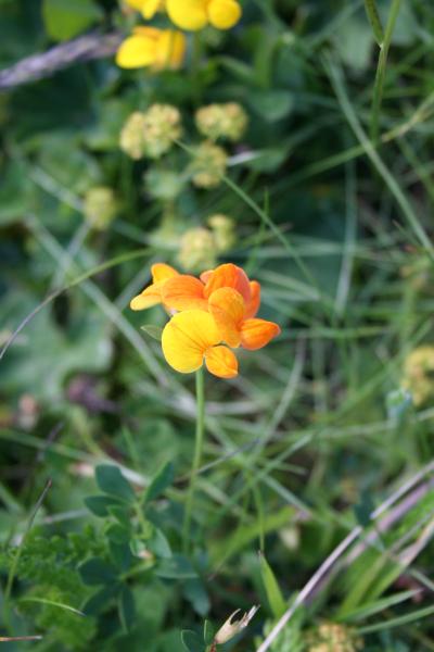 Gemeiner Hornklee / Lotus corniculatus