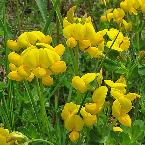 Gemeiner Hornklee / Lotus corniculatus