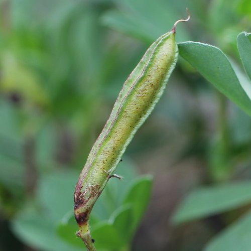 Gelbe Spargelerbse / Lotus maritimus