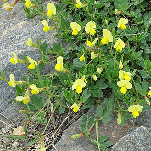 Gelbe Spargelerbse / Lotus maritimus