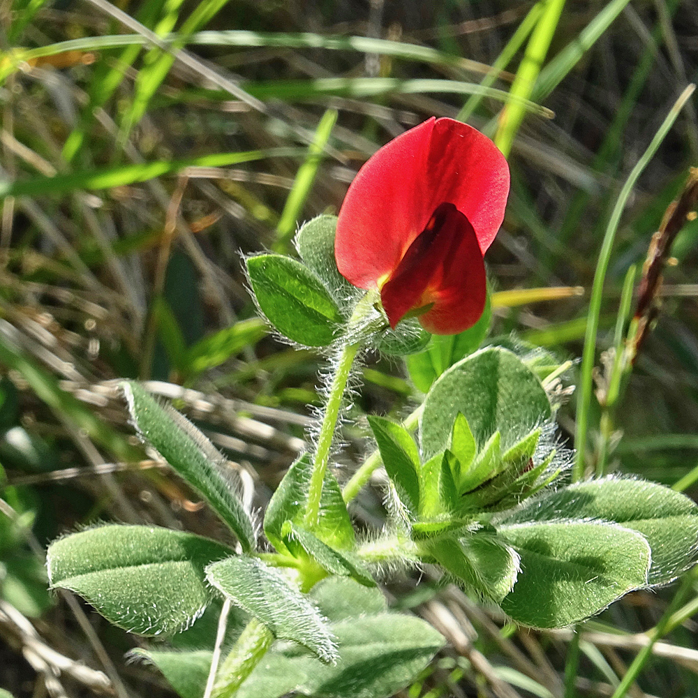 Rote Spargelbohne / Lotus tetragonolobus