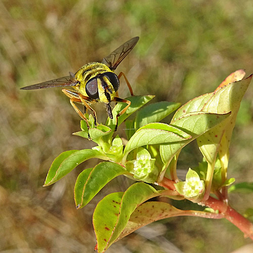 Heusenkraut / Ludwigia palustris