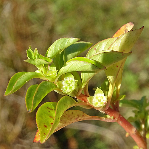 Heusenkraut / Ludwigia palustris