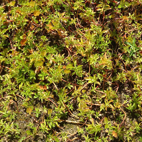 Heusenkraut / Ludwigia palustris