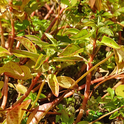 Heusenkraut / Ludwigia palustris