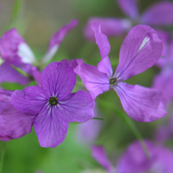 Garten-Mondviole / Lunaria annua