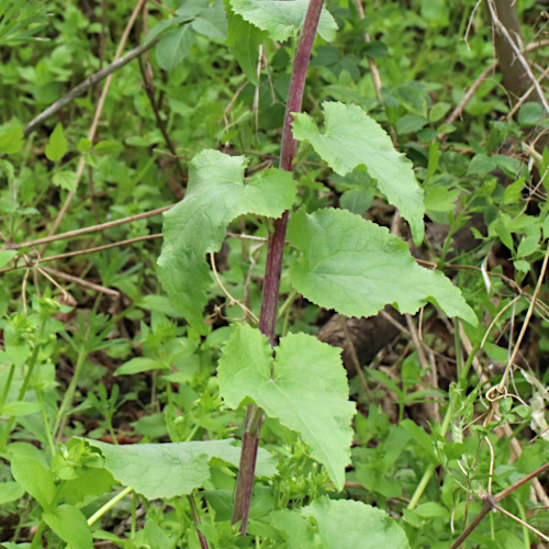 Garten-Mondviole / Lunaria annua