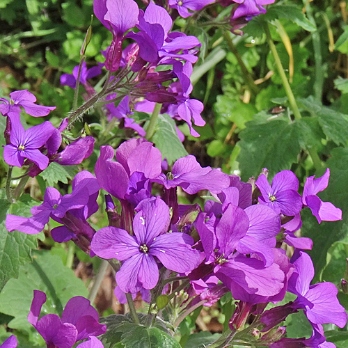 Garten-Mondviole / Lunaria annua